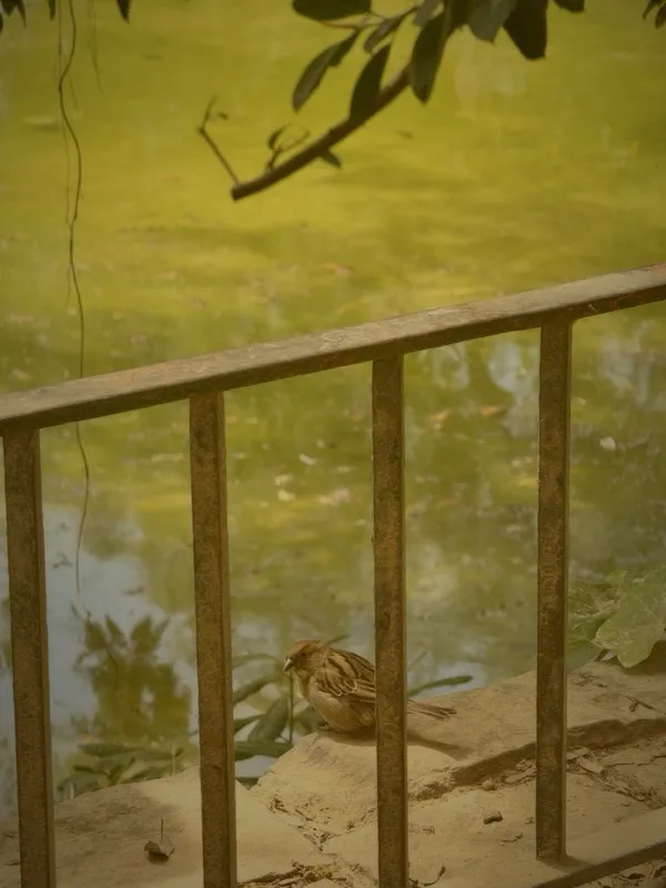 Sparrow perched on an iron fence by a green pond